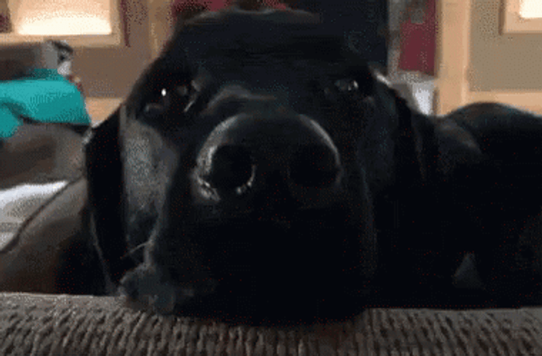 Shocked Scared Dog GIF