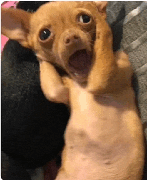 Shocked Shocked Face Meme GIF