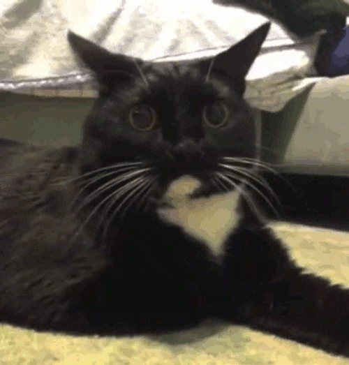 Shocked Sitting Black Scared Cat GIF