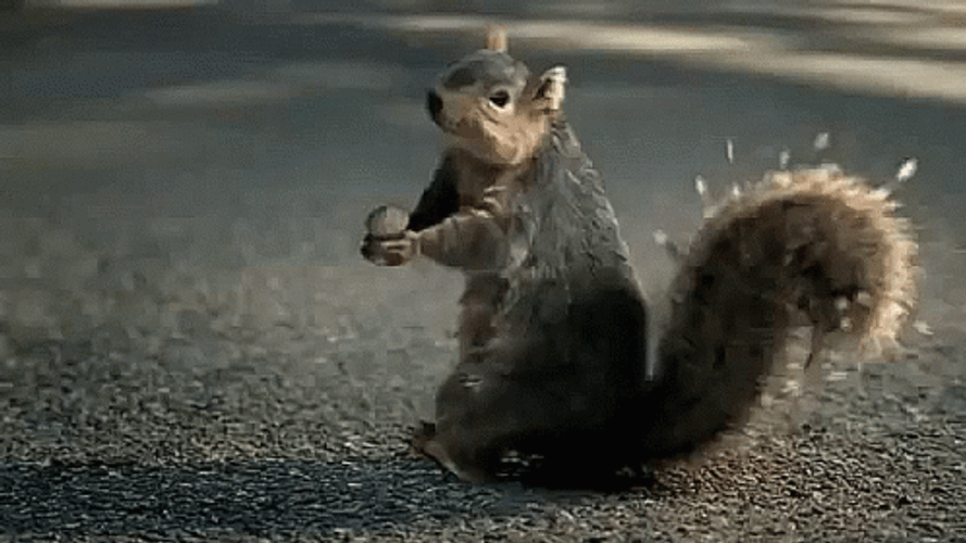 Shocked Squirrel Meme GIF