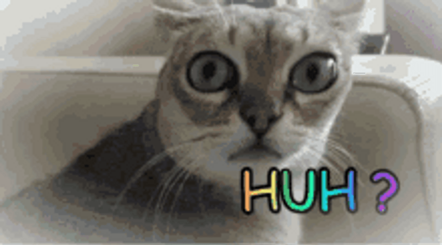Shocked Surprised Funny Cat Memes Huh GIF
