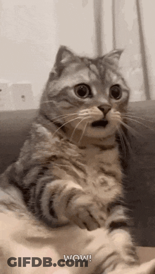 Shocked Surprised GIF