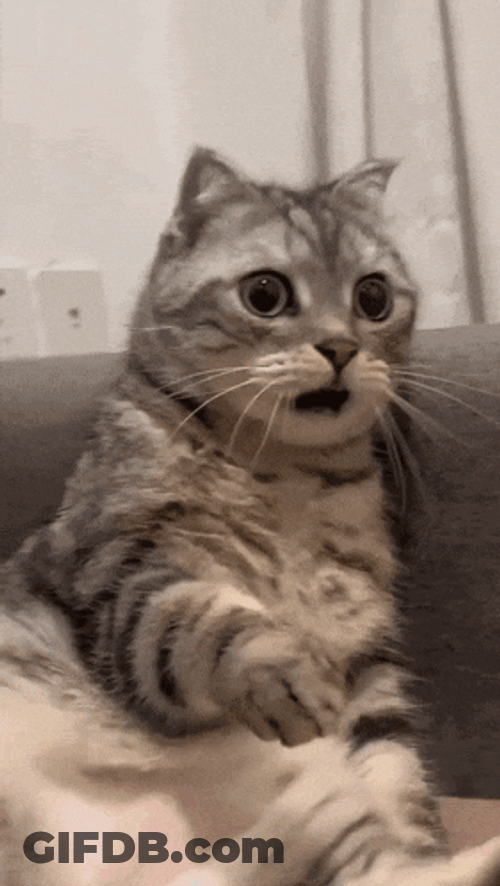 Shocked Surprised GIF