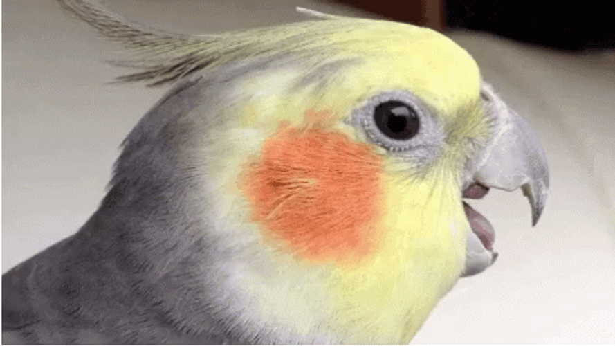 Shocked Yellow Bird GIF