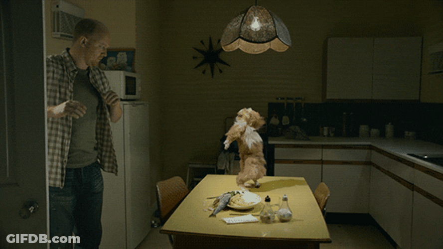 Shocking Cat Breakdancing GIF