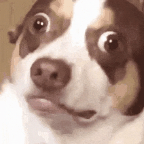 Shocking Eyes Ptsd Dog GIF