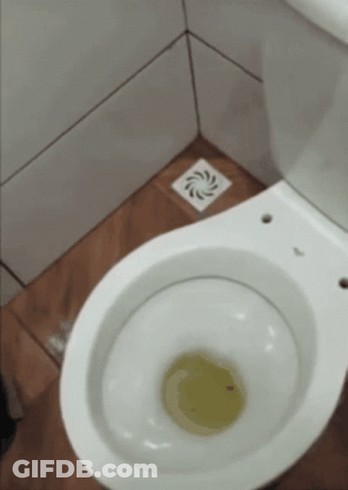 Shocking Frog Nesting On Toilet GIF
