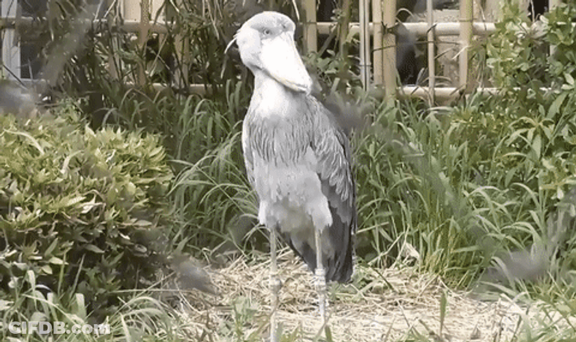 Shoebill Bird Shaking Feathers GIF