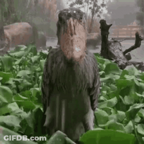 Shoebill Bird Sigma Face Meme GIF