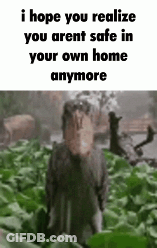 Shoebill Shoebill Bird GIF