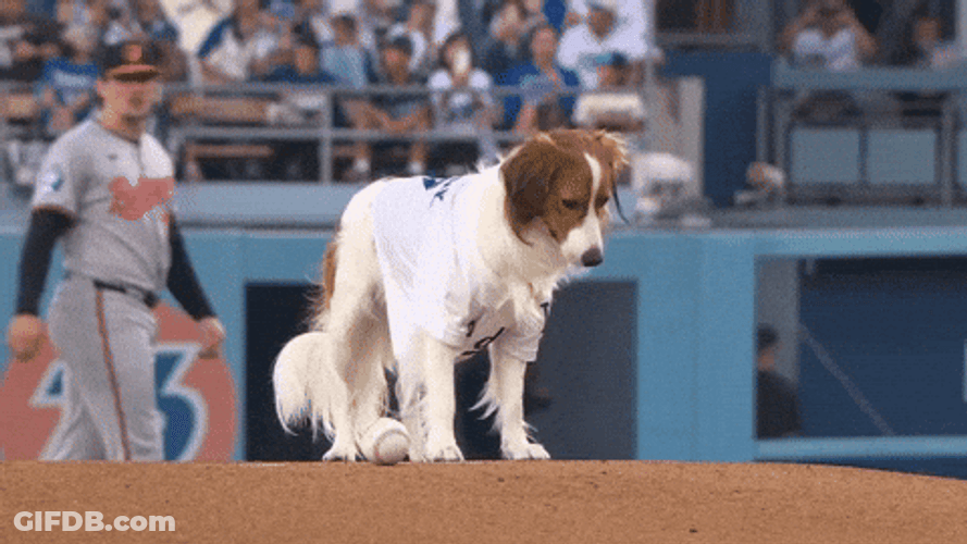 Shohei Ohtani Dog Decoy GIF