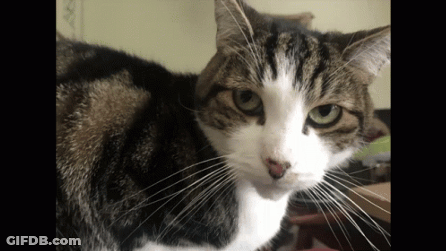 Short Haired Cat Totally Rigged GIF