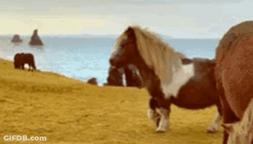 Short Legged Horse Neigh GIF