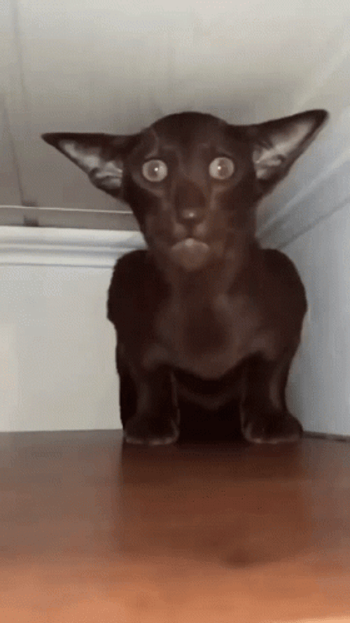 Shorthair Black Scared Cat Hiding GIF
