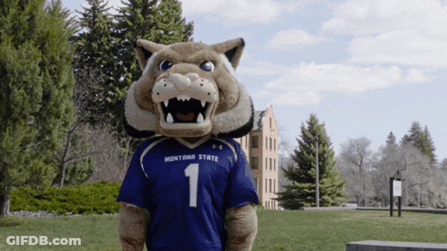Shoulder Shrug Montana State Bobcats GIF