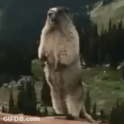 Shouting Marmot Funny Meme GIF