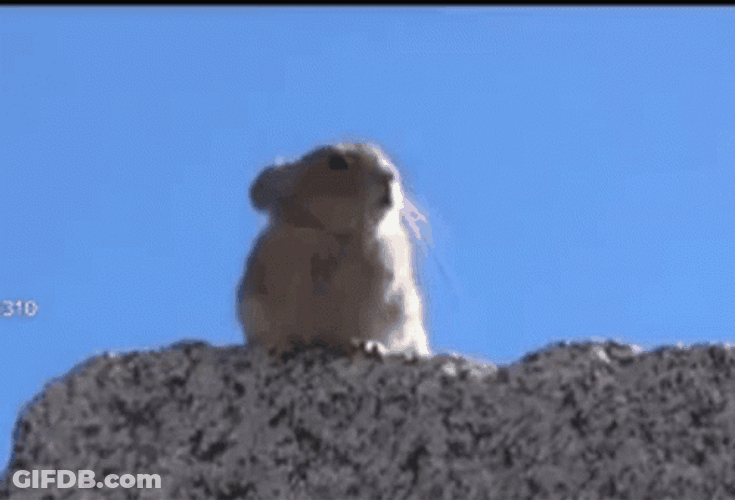 Shouting Prairie Dog GIF