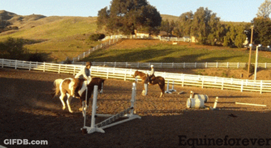 Show Jumping Pommel Horse GIF