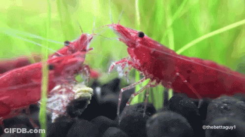 Shrimp Eating GIF
