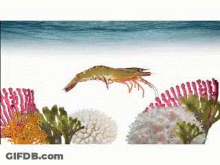 Shrimp Jumping Over Coral Reef GIF