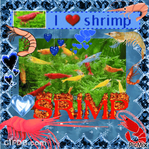 Shrimp Saying I Love Shrimp GIF