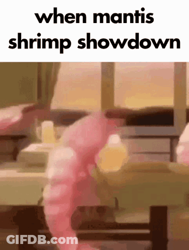 Shrimp Saying When Mantis Shrimp Showdown GIF