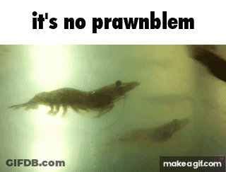 Shrimp Swimming It's No Prawnblem GIF