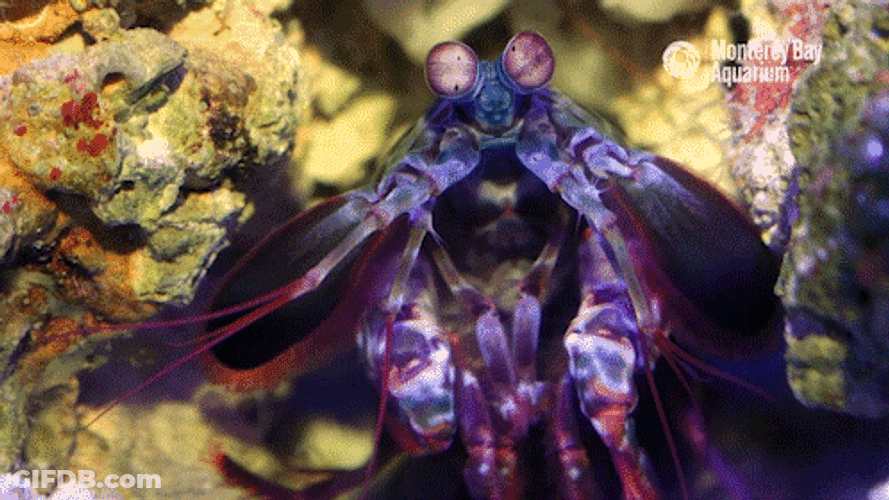 Shrimp GIF