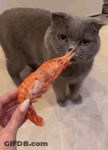 Shrimp Wearing Party Hat With Confetti GIF