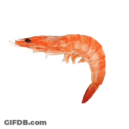 Shrimp With Black Eye GIF