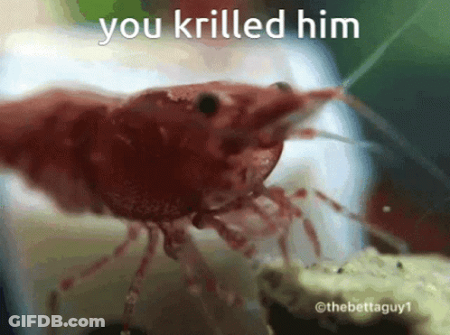 Shrimp You Kriiled Him GIF