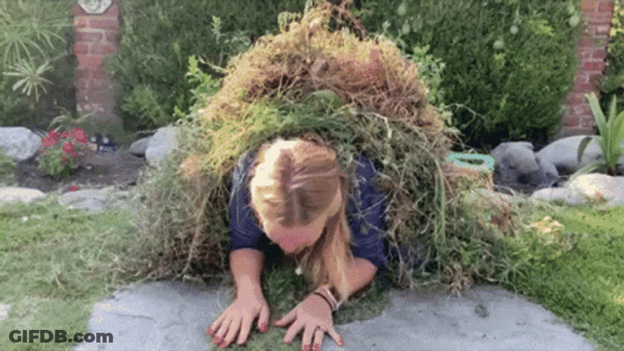 Shrubs In Bush GIF