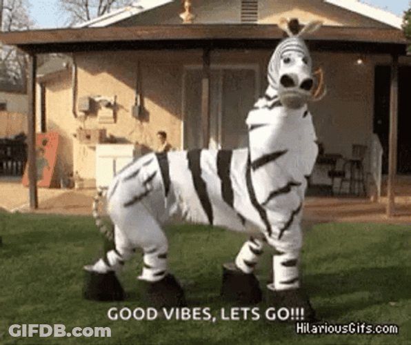 Shuffling Zebra Is Sending Good Vibes GIF