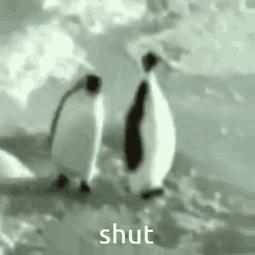 Shut Shut Up GIF