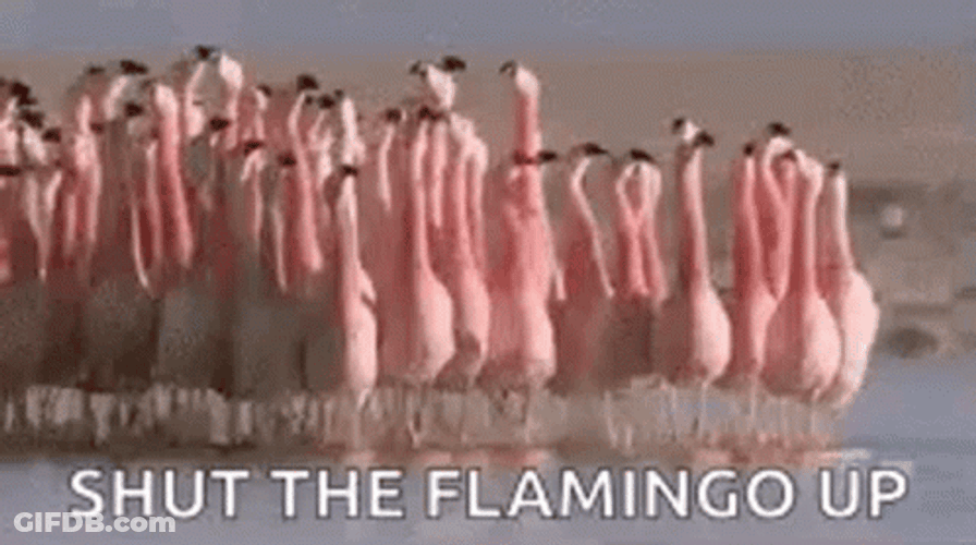 Shut The Flamingo Up GIF