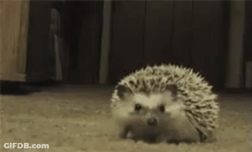 Shy Ashamed Hedgehog GIF