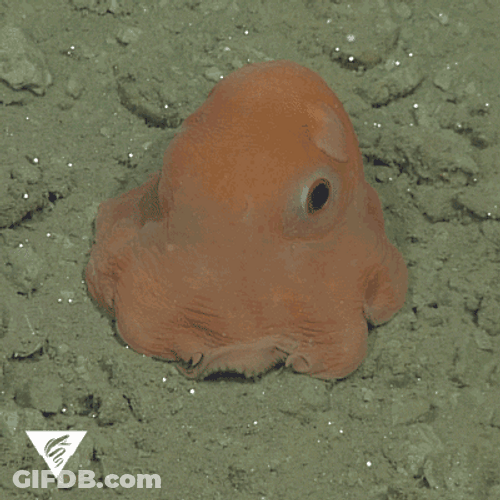 Shy Baby Octopus Doing Peekaboo GIF