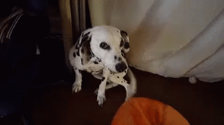 Shy Dalmatian Dog GIF