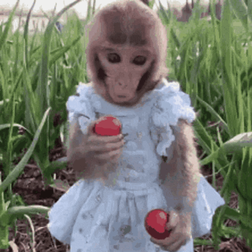 Shy Eating Monkey GIF