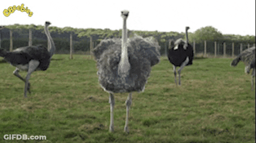 Shy Ostrich Run Away From Camera GIF