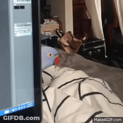 Shy Parrot Peeking Laptop GIF