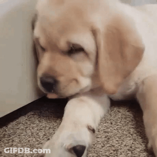 Shy Sad Puppy Hides Face GIF