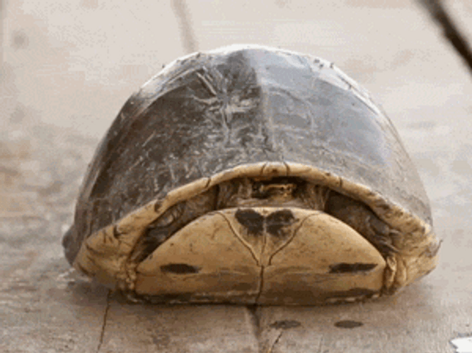 Shy Turtle Peeking From Shell GIF
