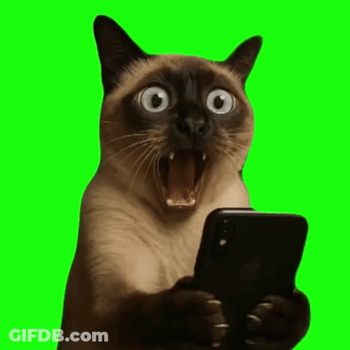 Siamese Cat Holding Cell Phone GIF