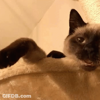 Siamese Cat Laying On Back On Blanket GIF