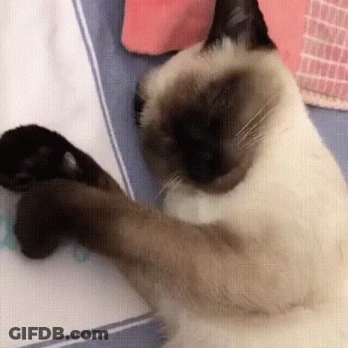 Siamese Cat Laying On Bed With Paws Outstretched GIF