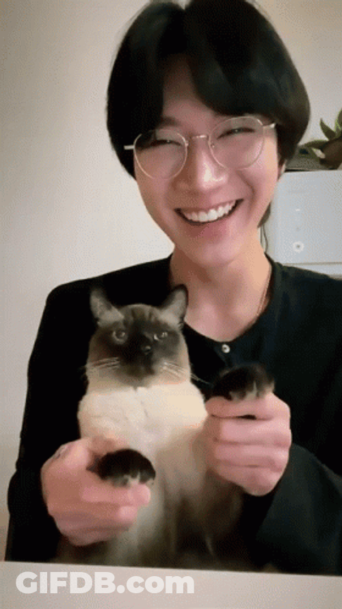 Siamese Cat Party Paw GIF