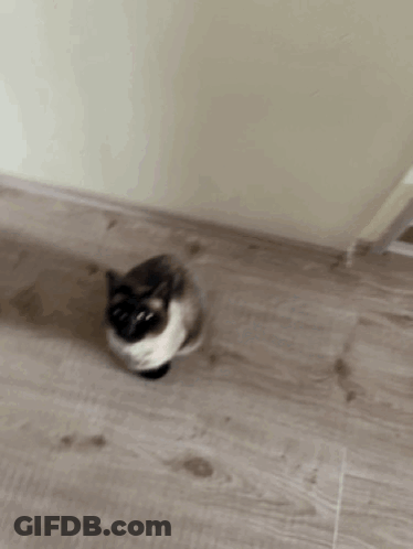 Siamese Cat Sitting On Floor Looking At Camera GIF