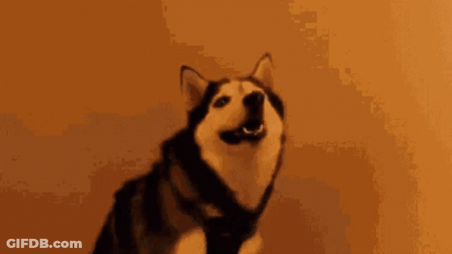 Siberian Husky Diarrhea Meme GIF
