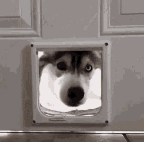 Siberian Husky Greetings Hi GIF